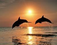 pic for Dolphin Jumps 1600x1280